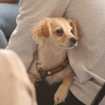Jornada de Bienestar Animal gratuita en Puebla beneficia a cientos de mascotas