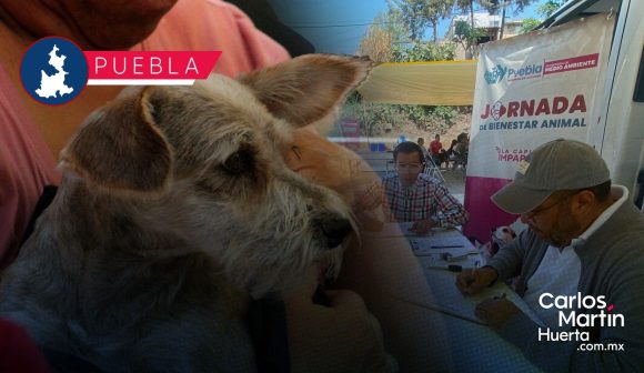 Portada Jornada animal en San José Los Cerritos Un compromiso con el bienestar animal en Puebla CMH Jornada animal en San José Los Cerritos: Un compromiso con el bienestar animal en Puebla