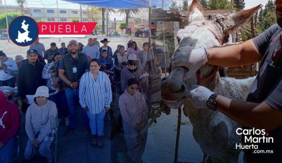 Jornada de atención animal llega a San Miguel Canoa: Bienestar y salud para mascotas