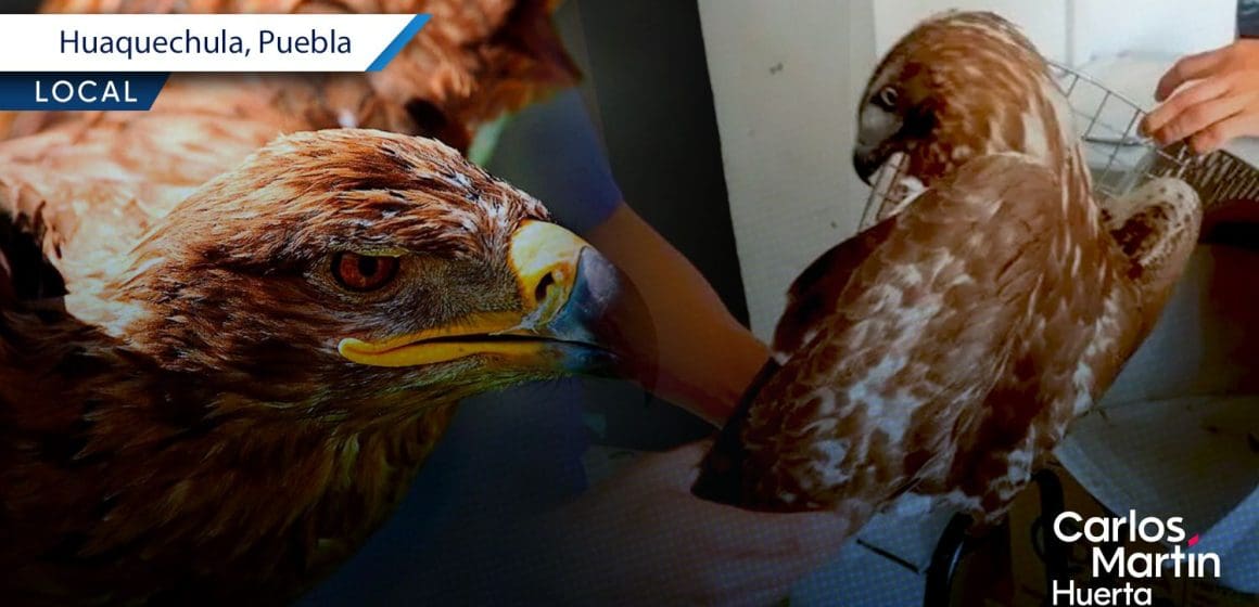 Rescatan águila real en Huaquechula: Ejemplar débil es trasladado para su rehabilitación
