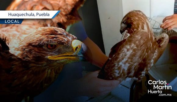 Rescatan águila real en Huaquechula: Ejemplar débil es trasladado para su rehabilitación