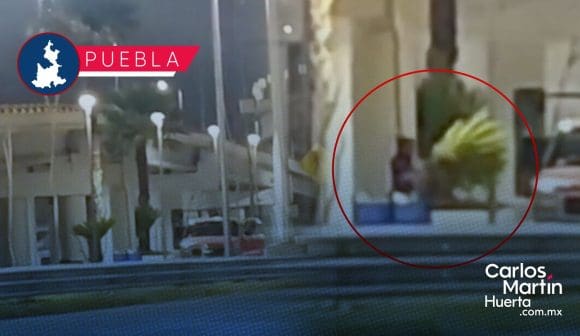 Roban palmeras de distribuidor vial Amalucan; aquí el insólito momento