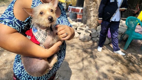 WhatsApp Image 2025-04-21 at 7.28.08 PM “Protegerlos es amarlos”: Continúa la jornada de vacunación antirrábica en Atlixco