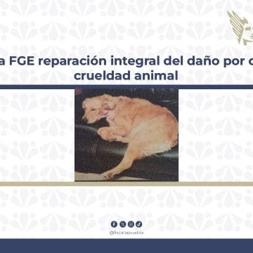 Fiscalía de Puebla logra justicia para “Canela” en caso de crueldad animal