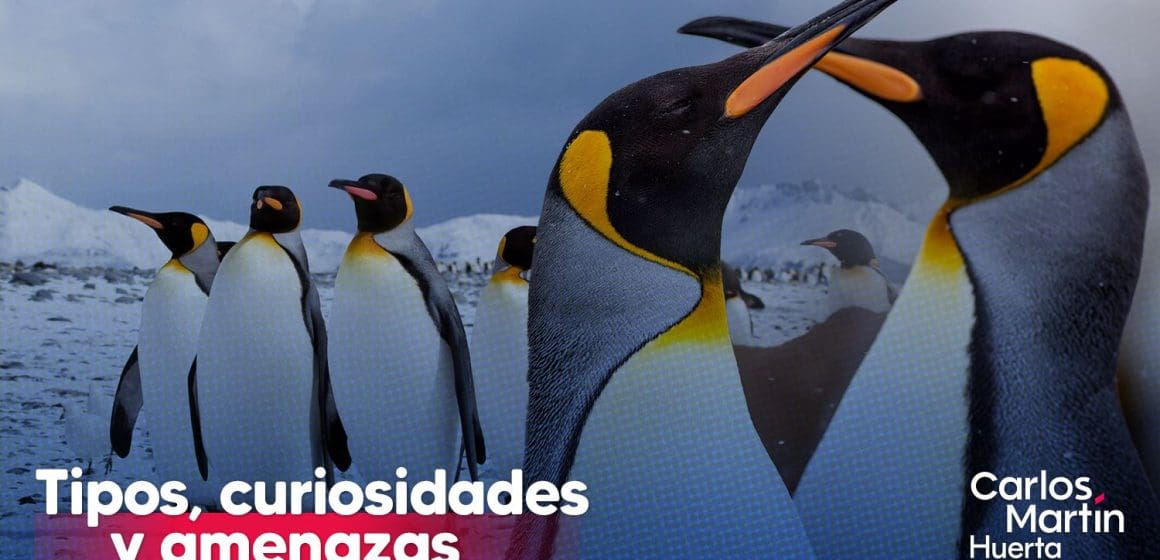 Día Mundial del Pingüino: Tipos, curiosidades y amenazas que enfrentan
