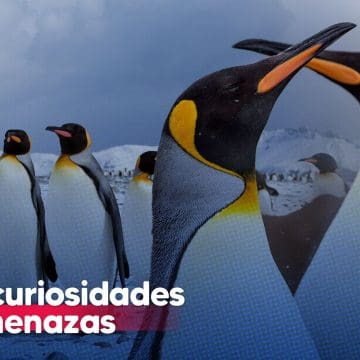 Día Mundial del Pingüino: Tipos, curiosidades y amenazas que enfrentan