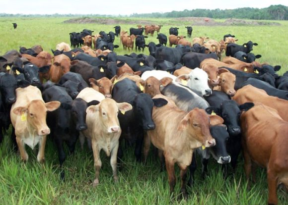 Estados Unidos amenaza con restricciones al ganado mexicano por plaga del gusano Barrenador
