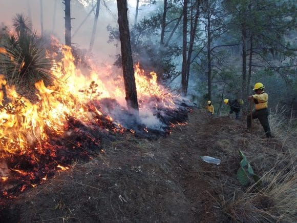 incendio Detienen a responsables por incendios forestales en Puebla, confirma Armenta
