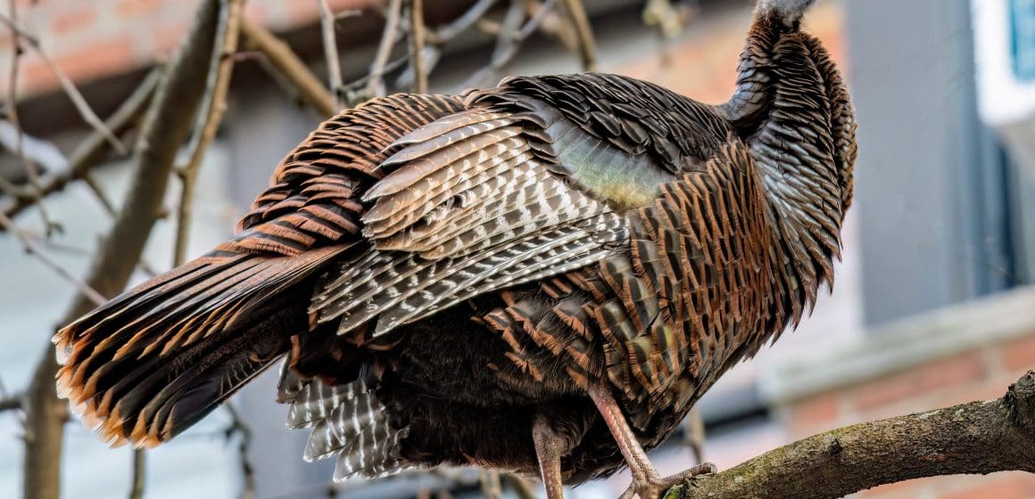 Astoria, el pavo que conquista Nueva York: una historia de amor
