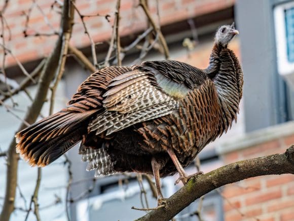 Astoria, el pavo que conquista Nueva York: una historia de amor