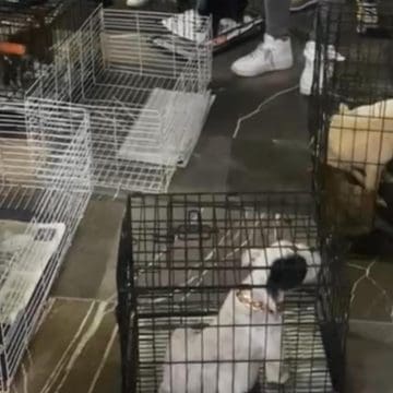 Operativo interinstitucional en Analco: SGG decomisa 12 animales