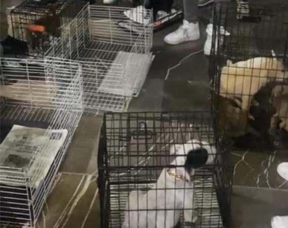 Operativo interinstitucional en Analco: SGG decomisa 12 animales