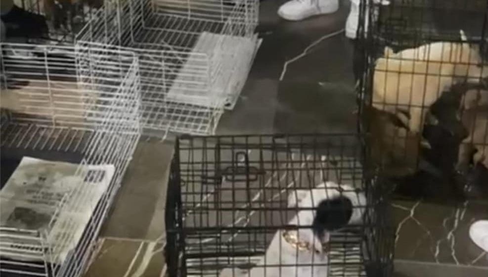 Operativo interinstitucional en Analco: SGG decomisa 12 animales