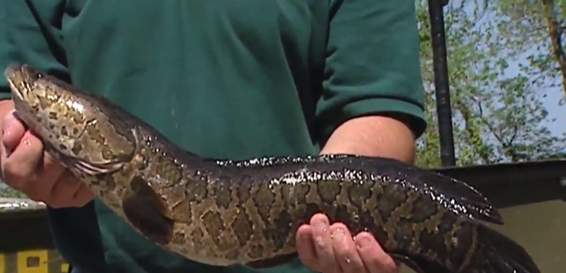 Especie invasora en EE.UU.: El pez cabeza de serpiente avanza y autoridades ordenan eliminarlo