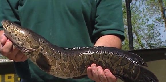 Especie invasora en EE.UU.: El pez cabeza de serpiente avanza y autoridades ordenan eliminarlo