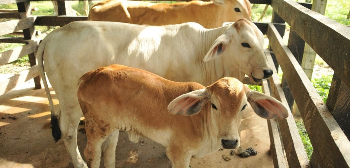 vacas México reanudará la exportación de ganado a Estados Unidos