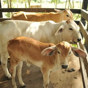 vacas México reanudará la exportación de ganado a Estados Unidos