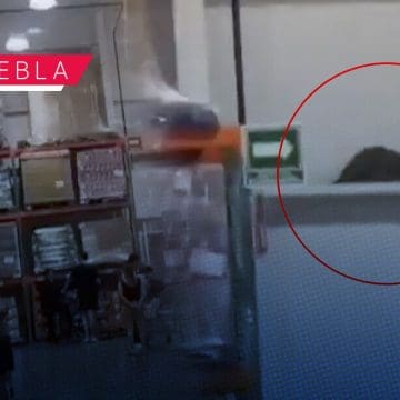 Animal sorprende a clientes de Costco Puebla