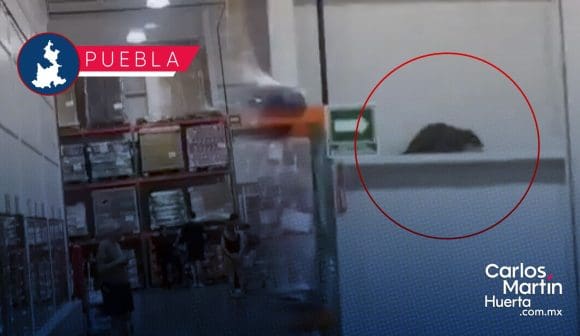 Animal sorprende a clientes de Costco Puebla