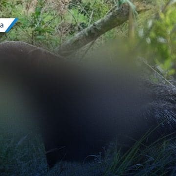 Asesinan y cuelgan a oso hormiguero en Cuetzalan; caso de maltrato animal que exige justicia