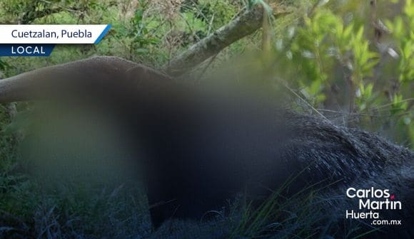 Asesinan y cuelgan a oso hormiguero en Cuetzalan; caso de maltrato animal que exige justicia