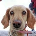 Jornadas de esterilización en Cuautlancingo: Un compromiso con el bienestar animal