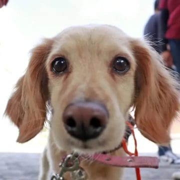 Jornadas de esterilización en Cuautlancingo: Un compromiso con el bienestar animal