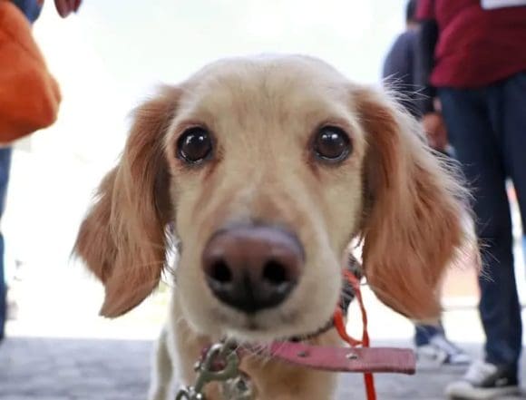 Jornadas de esterilización en Cuautlancingo: Un compromiso con el bienestar animal