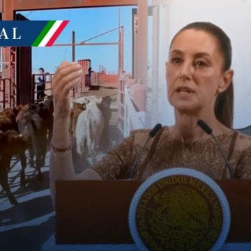 Sheinbaum calificó de injusta la medida de EE.UU. por cierre de la frontera al ganado