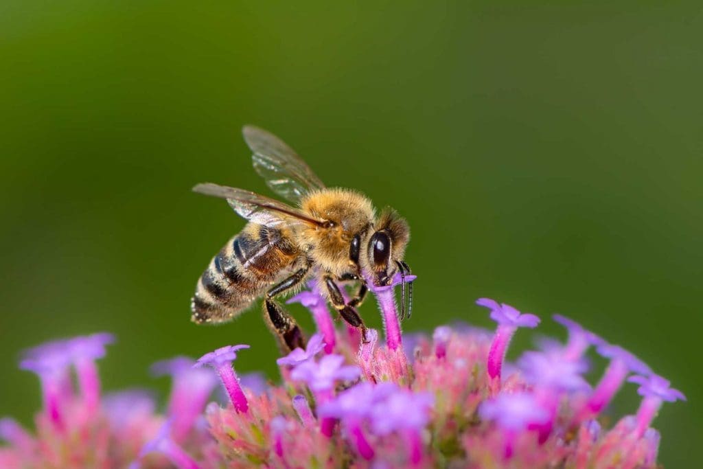 DIA MUNDIAL DE LAS ABEJAS