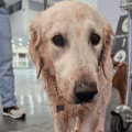 Denuncian maltrato a perrita Maple en vuelo de Aeroméxico: Aerolínea se deslinda