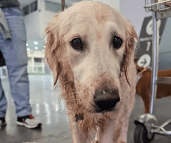 Denuncian maltrato a perrita Maple en vuelo de Aeroméxico: Aerolínea se deslinda