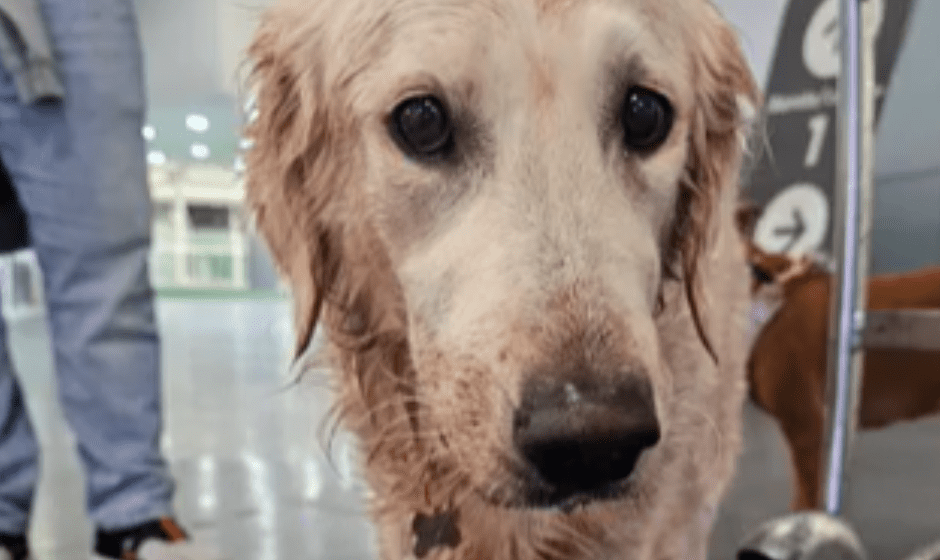 Denuncian maltrato a perrita Maple en vuelo de Aeroméxico: Aerolínea se deslinda