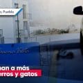 Envenenan a perros y gatos en fraccionamientos de Tianguismanalco