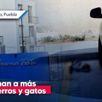 Envenenan a perros y gatos en fraccionamientos de Tianguismanalco