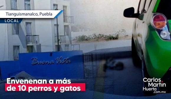 Envenenan a perros y gatos en fraccionamientos de Tianguismanalco