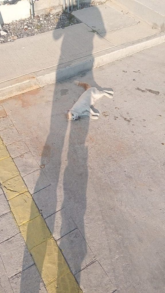 Envenenan a perros y gatos en Tianguismanalco