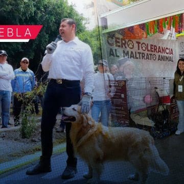 Gobierno federal y estatal impulsarán campaña de protección de animales