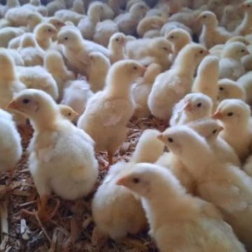México suspende importación de productos avícolas de Brasil por brote de influenza aviar