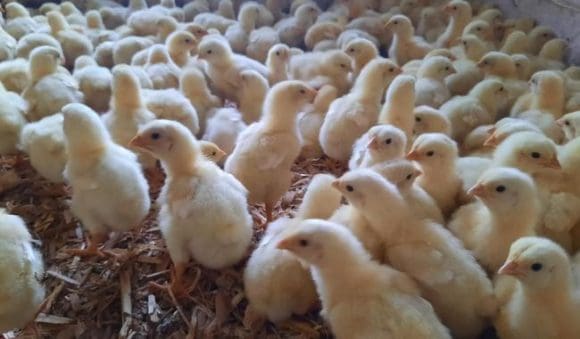 México suspende importación de productos avícolas de Brasil por brote de influenza aviar