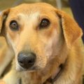 Jornada de Bienestar Animal en Puebla llega a Xonacatepec y Romero Vargas
