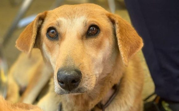 Jornada de Bienestar Animal en Puebla llega a Xonacatepec y Romero Vargas