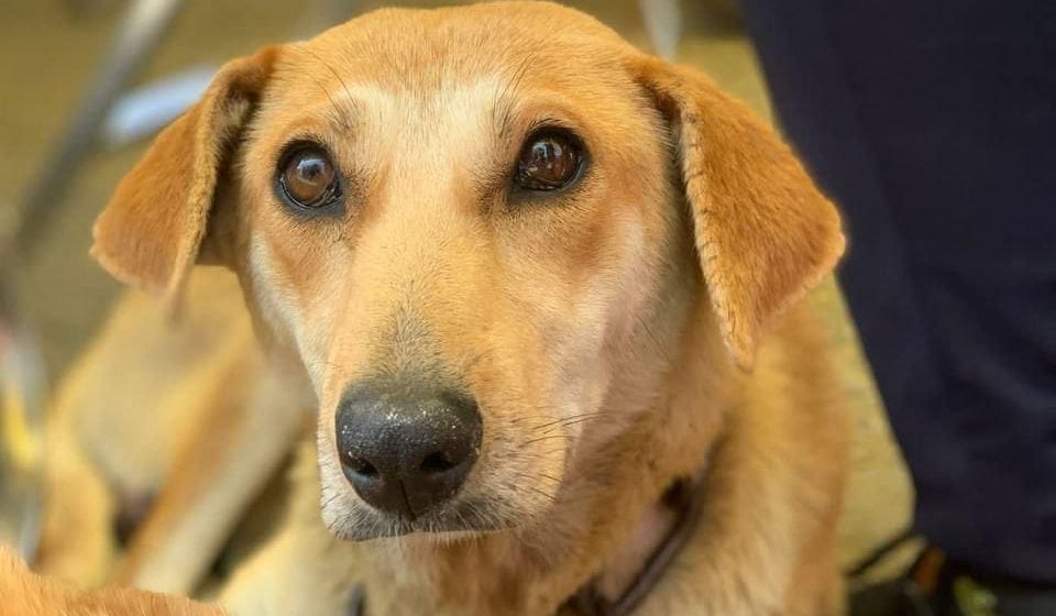 Jornada de Bienestar Animal en Puebla llega a Xonacatepec y Romero Vargas