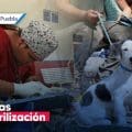 Jornadas de esterilización en Cuautlancingo: Un compromiso con el bienestar animal