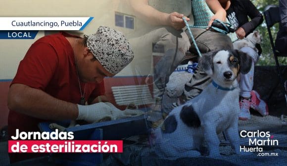 Jornadas de esterilización en Cuautlancingo Jornadas de esterilización en Cuautlancingo: Un compromiso con el bienestar animal