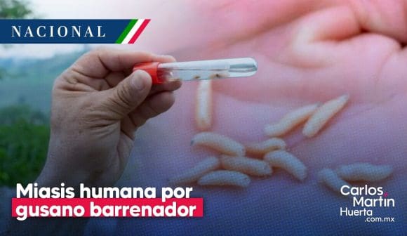 Salud detecta seis casos de miasis humana por gusano barrenador en Chiapas y Campeche