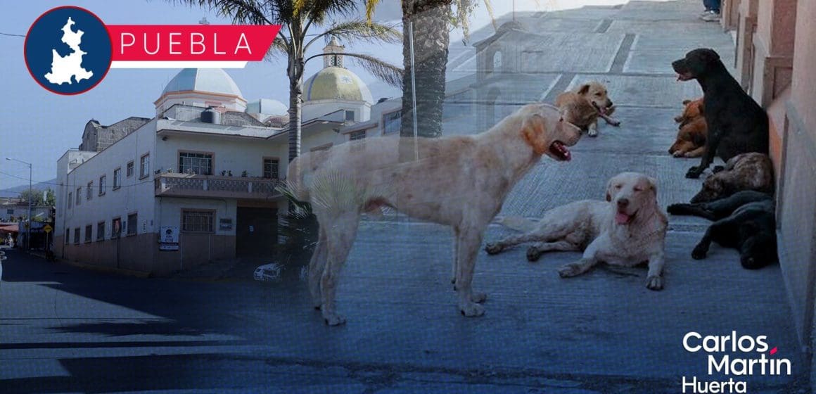 San Miguel Canoa, junta auxiliar con mayor presencia de perros callejeros: Protección Animal