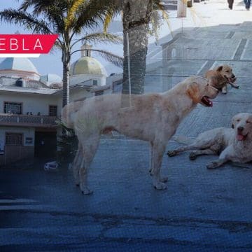 San Miguel Canoa, junta auxiliar con mayor presencia de perros callejeros: Protección Animal