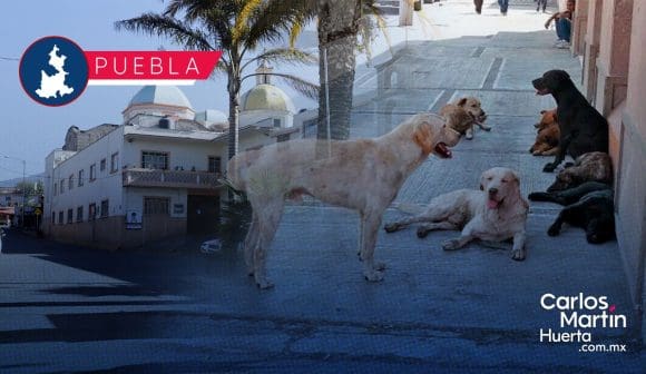 San Miguel Canoa, junta auxiliar con mayor presencia de perros callejeros: Protección Animal