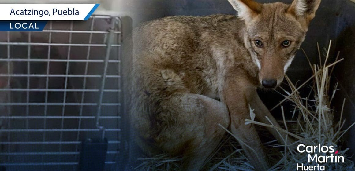 Rescatan a coyote que se metió a una casa en Acatzingo